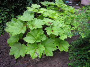 Заманиха высокая, Oplopanax elatus