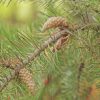 Сосна Банкса, Pinus banksiana