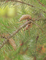 Сосна Банкса, Pinus banksiana
