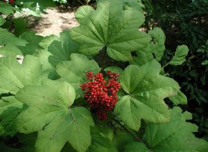 Заманиха высокая, Oplopanax elatus