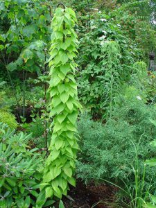 Диоскорея кавказская, Dioscorea caucasica