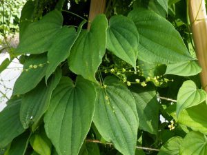 Диоскорея кавказская, Dioscorea caucasica