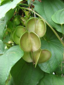 Диоскорея кавказская, Dioscorea caucasica