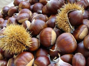 Каштан городчатый, Castanea crenata