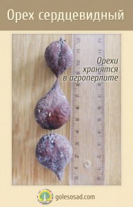 Орех сердцевидный, семена, Heart-shaped walnut