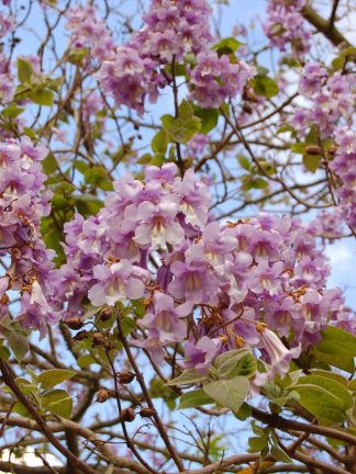 Pao tong Z07 Paulownia