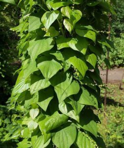 Диоскорея кавказская, Dioscorea caucasica