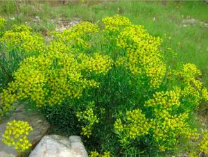 Рута, Ruta graveolens