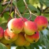 Рябина домашняя, Sorbus domestica