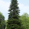 Пихта кавказская, Abies Nordmanniana