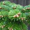 Пихта кавказская, Abies Nordmanniana