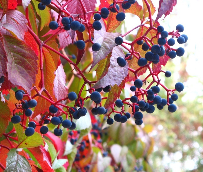 Виноград девичий пятилисточковый, виргинский, Parthenocissus quinquefolia Виноград девичий пятилисточковый, виргинский, Parthenocissus quinquefolia