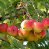 Рябина домашняя, Sorbus domestica