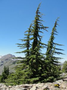Тсуга горная, Tsuga mertensiana