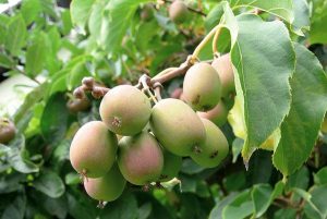 Актинидия Аргута, Actinidia arguta