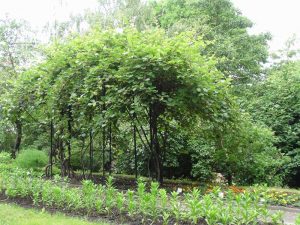 Актинидия Аргута, Actinidia arguta