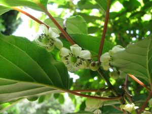Актинидия Аргута, Actinidia arguta