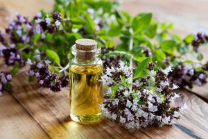 Душица, Origanum