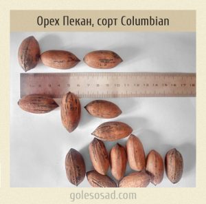 Pecan