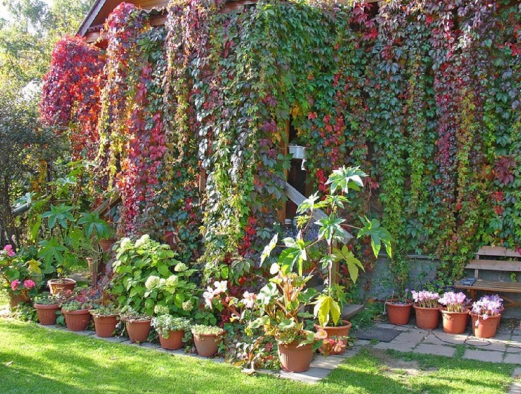 Виноград девичий пятилисточковый, виргинский, Parthenocissus quinquefolia