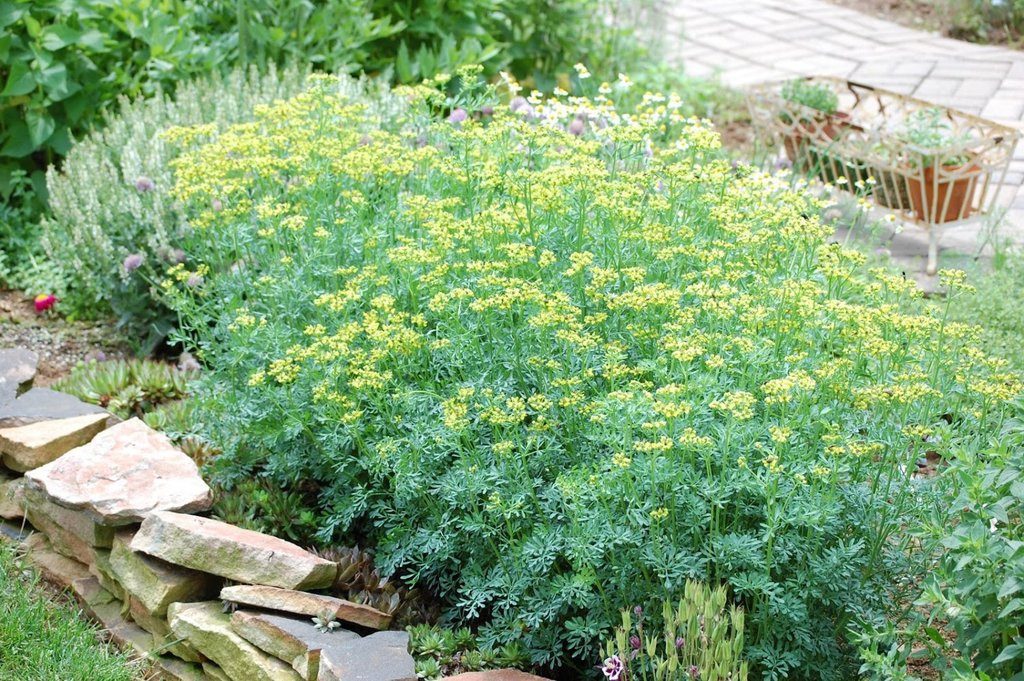 Рута, Ruta graveolens