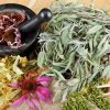 Эхинацея, Echinacea
