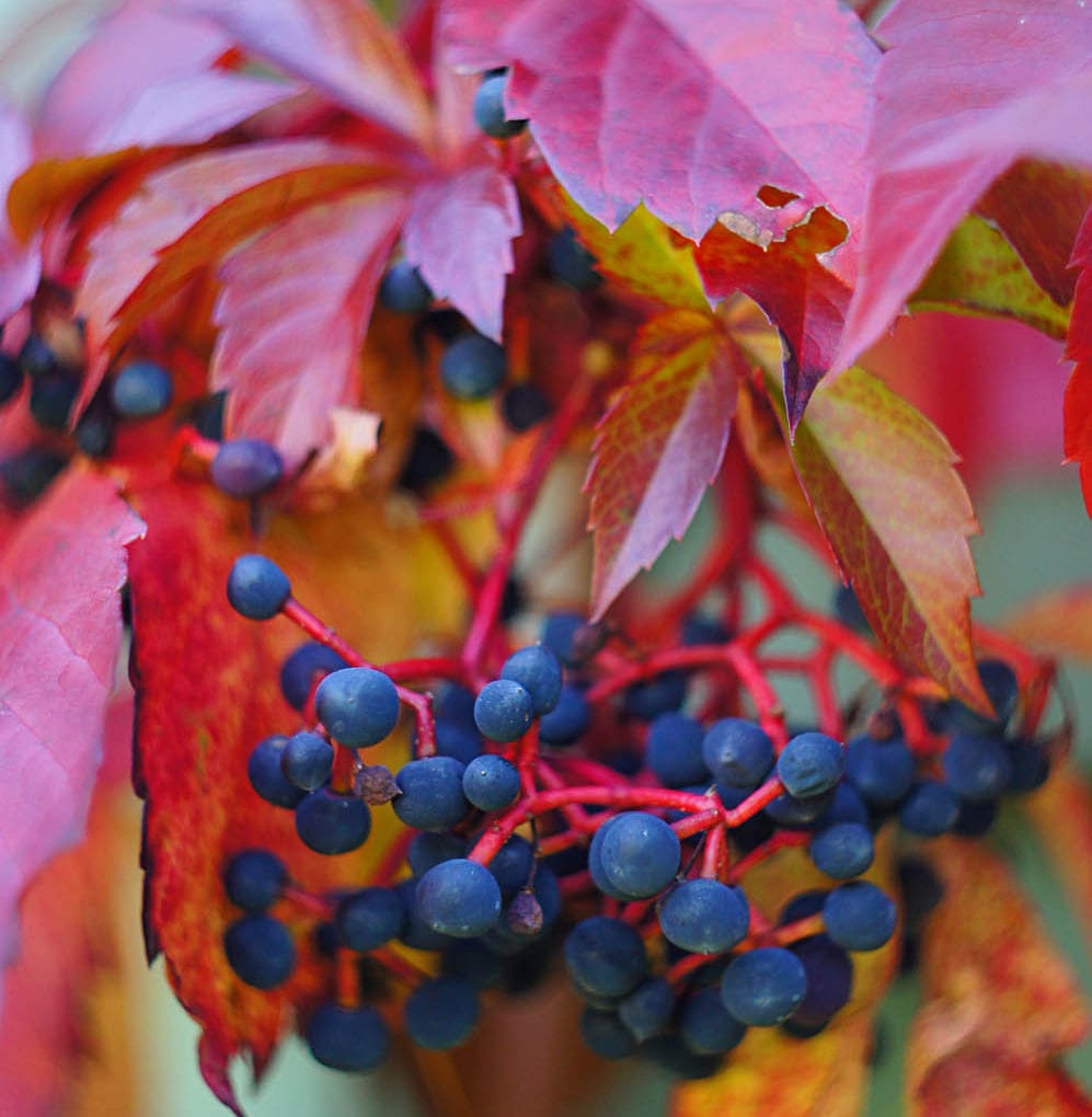 Виноград девичий пятилисточковый, виргинский, Parthenocissus quinquefolia