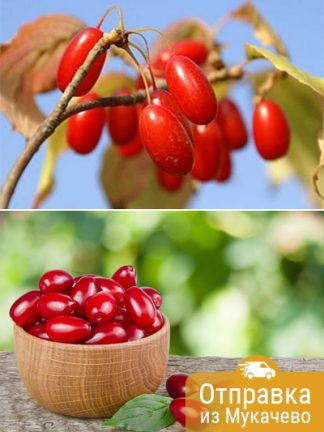 Кизил, cornus mas, семена, лесосад