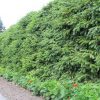 Ель обыкновенная, европейская, Picea abies