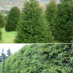 Ель обыкновенная, европейская, Picea abies