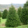 Ель обыкновенная, европейская, Picea abies