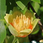 Тюльпановое дерево, liriodendron-tulipifera, саженцы, лесосад