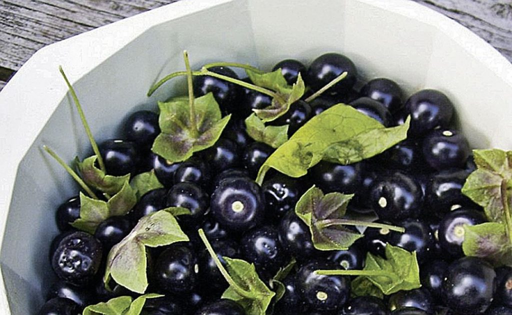 Сараха овощная, Jaltomata procumbens