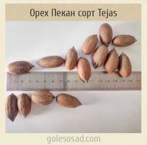 Pecan Tejas