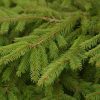 Ель обыкновенная, европейская, Picea abies