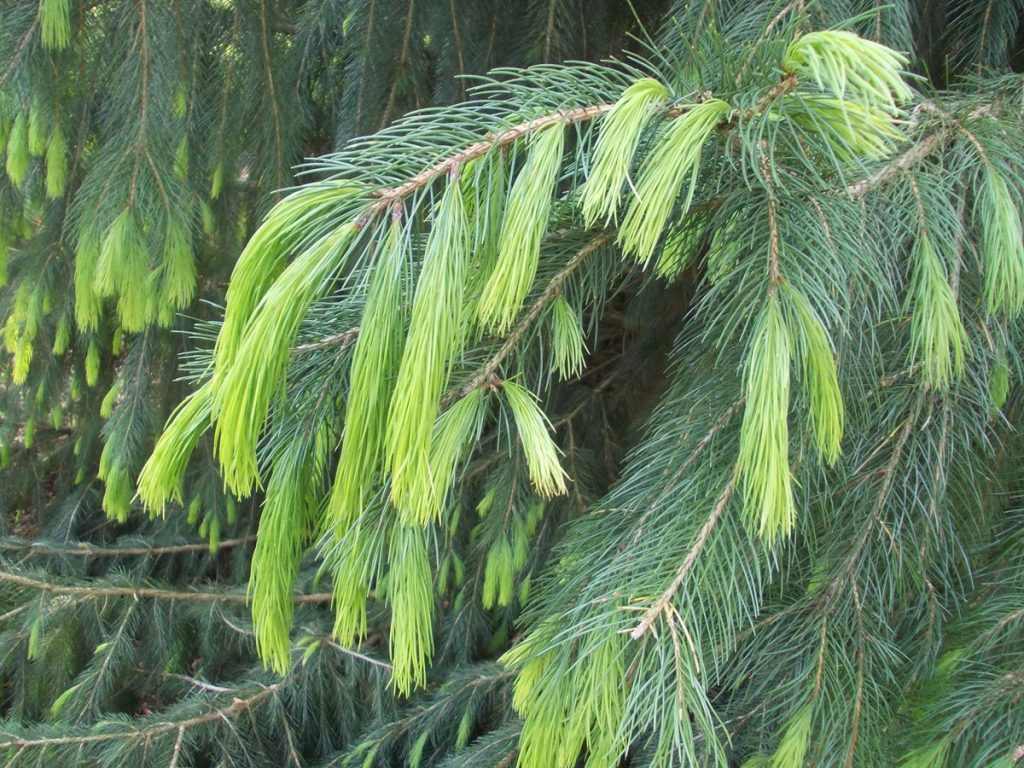 Ель гималайская