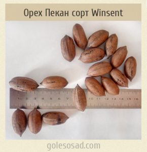 Pecan Winsent