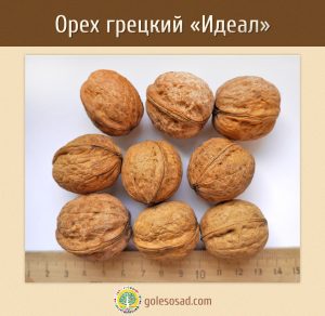 Грецкий орех, сорт "Идеал", Walnut, семена