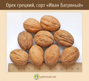 Грецкий орех, сорт "Иван Багряный", Walnut, семена