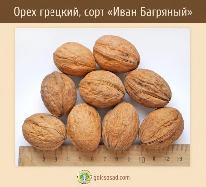 Грецкий орех, сорт "Иван Багряный", Walnut, семена