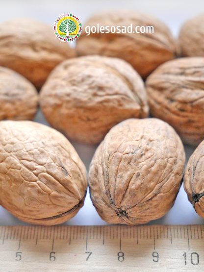 Грецкий орех, сорт "Иван Багряный", Walnut, семена