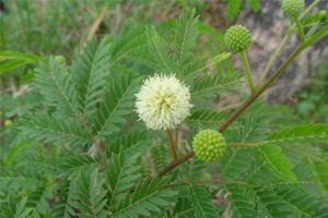 Leucaena leucocephala, Леуцена