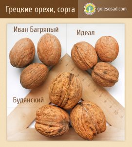 Грецкий орех, сорта, Walnut, семена