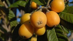 Мушмула японская, Eriobotrya japonica
