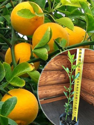 Понцирус, саженцы.