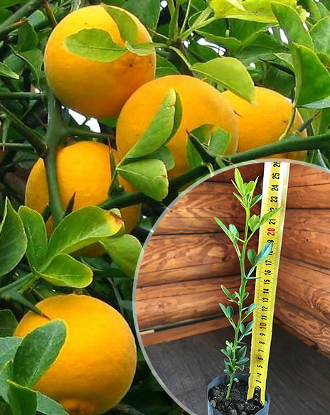 Понцирус, саженцы. Понцирус, саженцы.