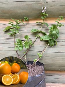 Мята апельсиновая, mint orange