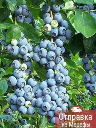 Голубика Патриот, blueberry, саженцы, лесосад
