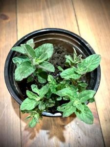 мята Сладкий лимон Хиллари, mint