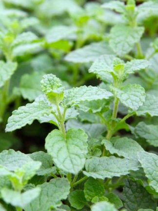 strawberry mint, мята земляничная